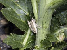 Фрачник-седоватый_пара